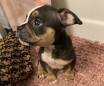 Puppy 5 American Bully