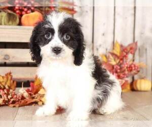 Cavachon Puppy for sale in MOUNT VERNON, OH, USA