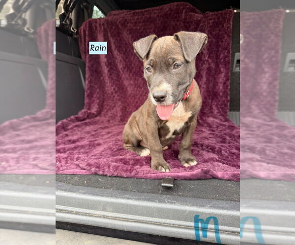 Medium Photo #1 American Pit Bull Terrier-Labrador Retriever Mix Puppy For Sale in Brewster, NY, USA