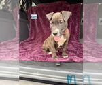 Small American Pit Bull Terrier-Labrador Retriever Mix