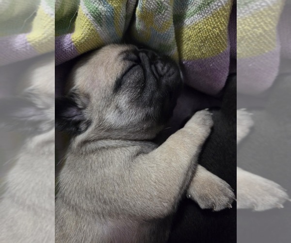 Medium Photo #13 Pug Puppy For Sale in HILLSDALE, MI, USA