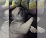 Small Photo #13 Pug Puppy For Sale in HILLSDALE, MI, USA