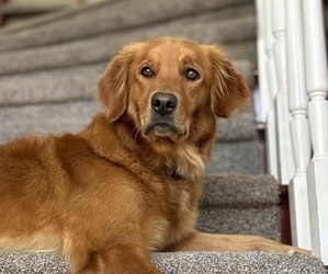 Mother of the Golden Retriever puppies born on 09/08/2025
