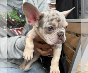 Morkie Puppy for sale in SACRAMENTO, CA, USA