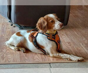 Brittany Dogs for adoption in Curwensville, PA, USA