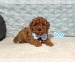Image preview for Ad Listing. Nickname: Leo
