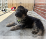 Puppy Puppy 4 German Shepherd Dog