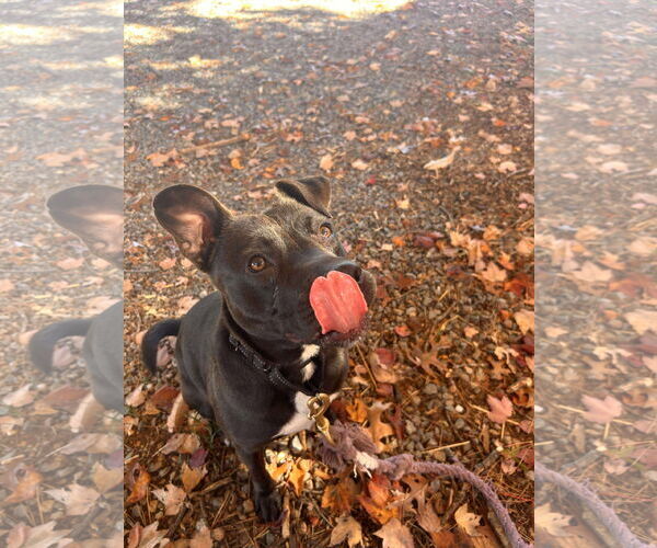 Medium Photo #12 Beagle-Unknown Mix Puppy For Sale in Rustburg, VA, USA
