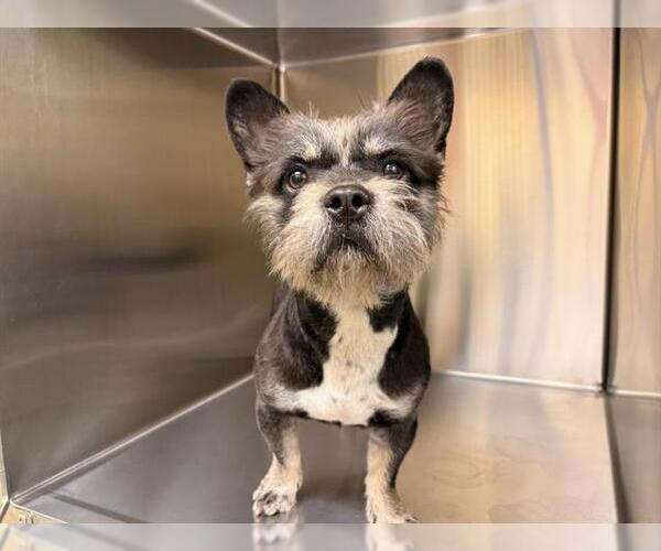 Medium Photo #1 Cairn Terrier-Unknown Mix Puppy For Sale in Orange, CA, USA