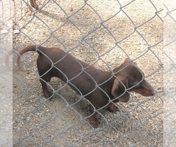Medium Photo #1 Dachshund Puppy For Sale in RATTAN, OK, USA