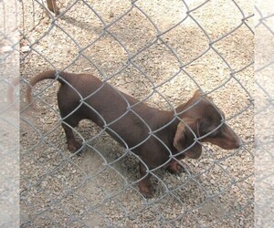 Father of the Dachshund puppies born on 02/10/2025