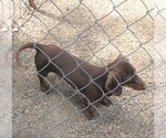 Small Photo #1 Dachshund Puppy For Sale in RATTAN, OK, USA