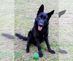 German Shepherd Dog Puppy for sale in ROCK HILL, SC, USA