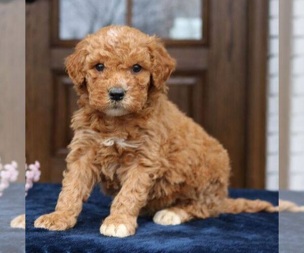 Medium Photo #1 Goldendoodle (Miniature) Puppy For Sale in NARVON, PA, USA