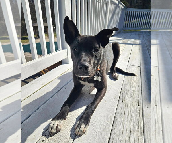 Medium Photo #13 Australian Kelpie-Unknown Mix Puppy For Sale in Rockaway, NJ, USA