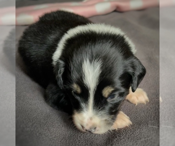 Medium Photo #5 Border Collie-Papillon Mix Puppy For Sale in CULPEPER, VA, USA