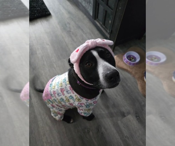 Medium Photo #2 Mutt Puppy For Sale in Sheboygan, WI, USA