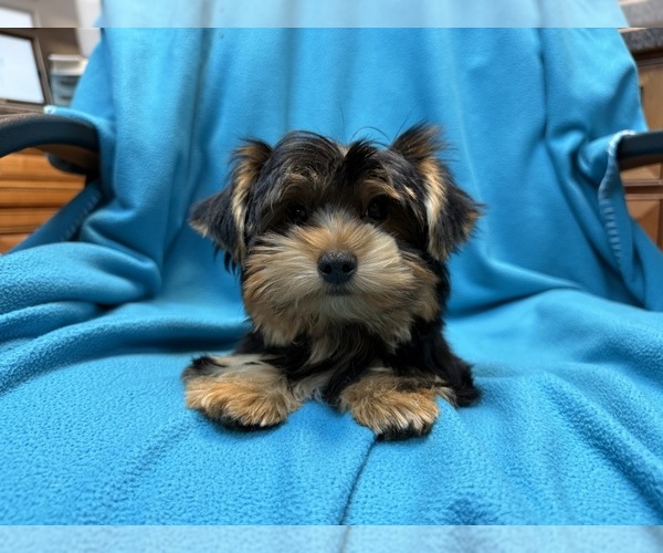 Medium Photo #8 Yorkshire Terrier Puppy For Sale in VALRICO, FL, USA