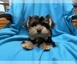 Small Photo #8 Yorkshire Terrier Puppy For Sale in VALRICO, FL, USA