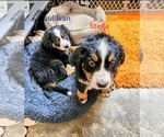 Puppy Puppy 1 Bernese Mountain Dog