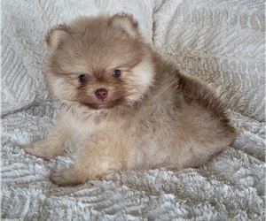 Pomeranian Puppy for sale in ORRVILLE, OH, USA