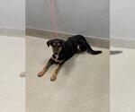 Small Doberman Pinscher Mix