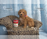 Small Photo #23 Poodle (Toy) Puppy For Sale in SANGER, TX, USA