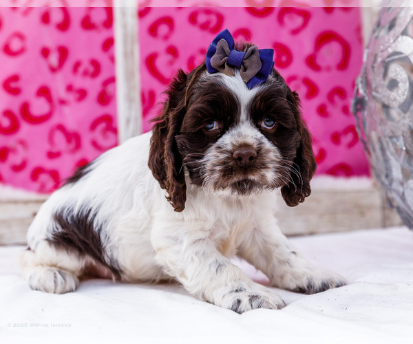 Medium Photo #14 Cocker Spaniel Puppy For Sale in WAKARUSA, IN, USA