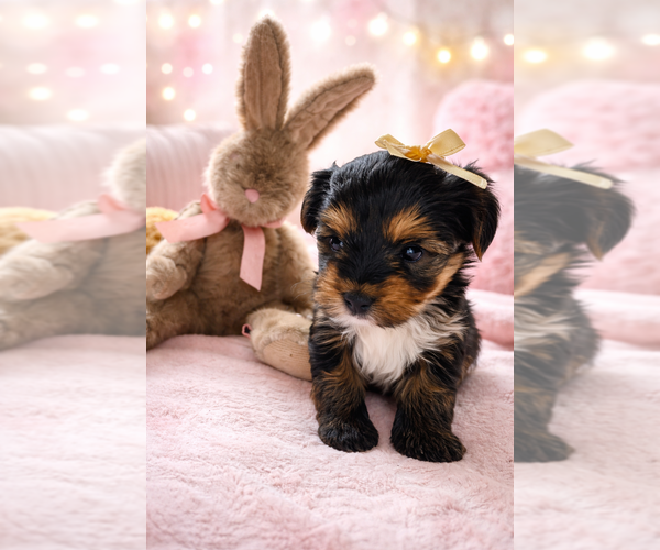 Medium Photo #1 Yorkshire Terrier Puppy For Sale in BROOKHAVEN, MS, USA