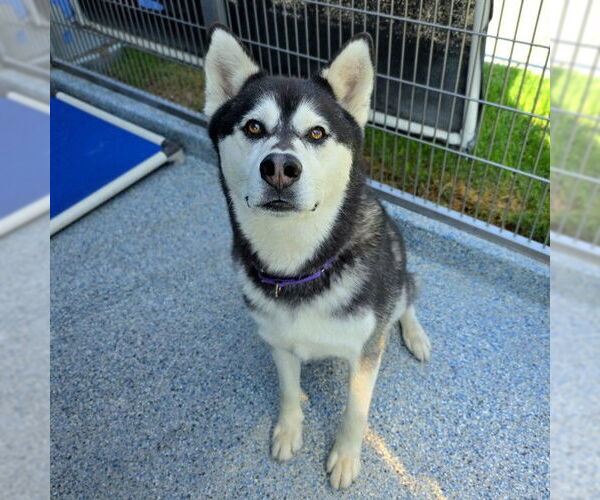 Medium Photo #4 Alusky Puppy For Sale in Long Beach, CA, USA