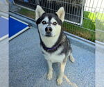 Small #3 Alusky