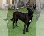 Small #5 Labrador Retriever Mix