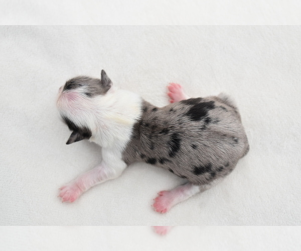 Medium Photo #5 Shih Aussie Puppy For Sale in PALM COAST, FL, USA