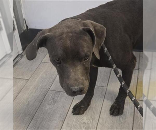 Medium Photo #1 Mutt Puppy For Sale in Bakersfield, CA, USA