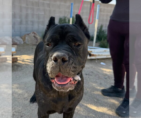 Medium Photo #5 Mutt Puppy For Sale in Goodyear, AZ, USA
