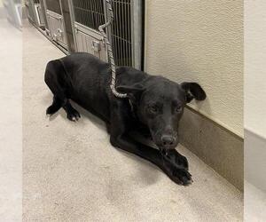 German Shepherd Dog-Unknown Mix Dogs for adoption in Modesto, CA, USA