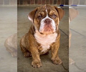 Bulldog Puppy for sale in BROWNS SUMMIT, NC, USA