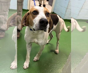 Mutt Dogs for adoption in Rustburg, VA, USA