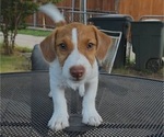 Small #1 Jack Russell Terrier