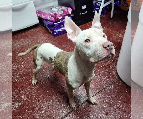 Medium Photo #19 American Pit Bull Terrier Puppy For Sale in Fargo, ND, USA