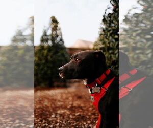 Pudge - Male American Staffordshire Terrier-Labrador Retriever Mix Dog for Adoption - Photo #7