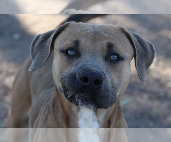 Medium Photo #2 Mutt Puppy For Sale in El Centro, CA, USA
