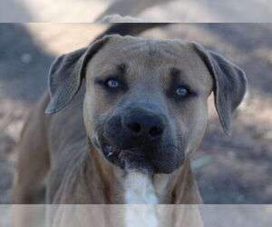 Drew - Male Mutt Dog for Adoption - Photo #2