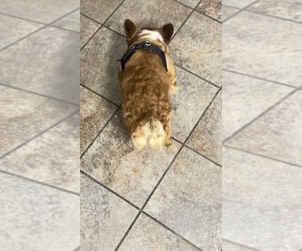 Medium Photo #5 French Bulldog Puppy For Sale in OBERLIN, OH, USA