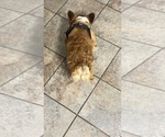 Small #4 French Bulldog