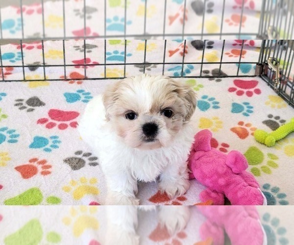 Medium Photo #15 Shih Tzu Puppy For Sale in ORO VALLEY, AZ, USA