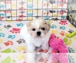 Small #14 Shih Tzu
