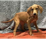 Small Labrador Retriever Mix