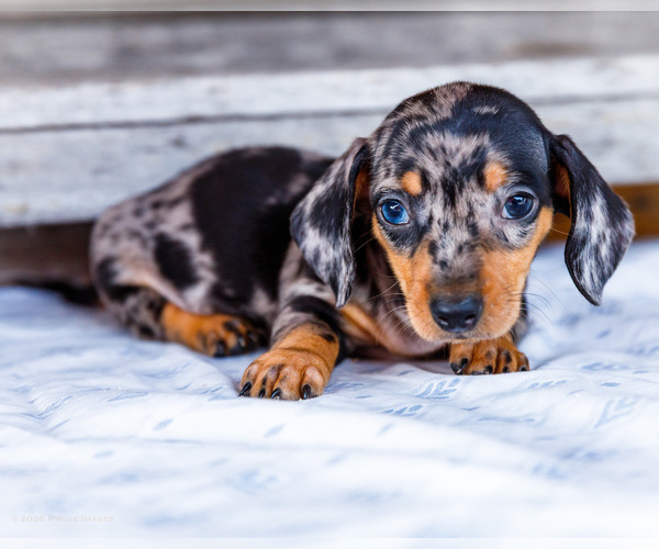 Medium Photo #18 Dachshund Puppy For Sale in WAKARUSA, IN, USA