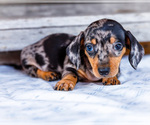 Small #4 Dachshund